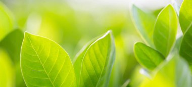 Bahçedeki bulanık yeşil arkaplanda yeşil yaprak manzarası, yeşil doğa kavramı..