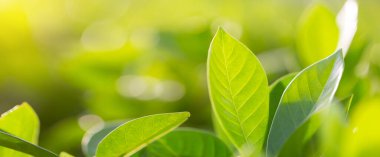 Bahçedeki bulanık yeşil arkaplanda yeşil yaprak manzarası, yeşil doğa kavramı..