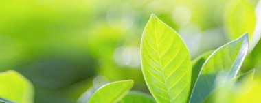 Bahçedeki bulanık yeşil arkaplanda yeşil yaprak manzarası, yeşil doğa kavramı..