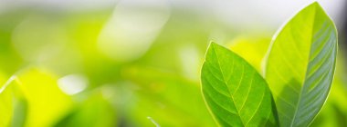 Bahçedeki bulanık yeşil arkaplanda yeşil yaprak manzarası, yeşil doğa kavramı..