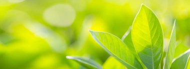 Bahçedeki bulanık yeşil arkaplanda yeşil yaprak manzarası, yeşil doğa kavramı..