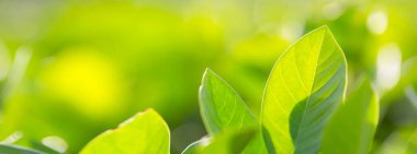 Bahçedeki bulanık yeşil arkaplanda yeşil yaprak manzarası, yeşil doğa kavramı..