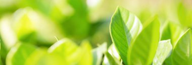 Bahçedeki bulanık yeşil arkaplanda yeşil yaprak manzarası, yeşil doğa kavramı..