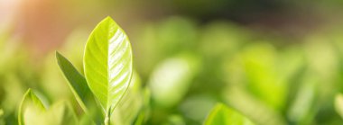 Bahçedeki bulanık yeşil arkaplanda yeşil yaprak manzarası, yeşil doğa kavramı..