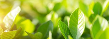 Bahçedeki bulanık yeşil arkaplanda yeşil yaprak manzarası, yeşil doğa kavramı..