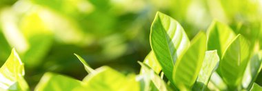 Bahçedeki bulanık yeşil arkaplanda yeşil yaprak manzarası, yeşil doğa kavramı..