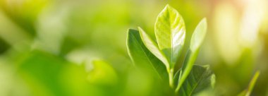 Bahçedeki bulanık yeşil arkaplanda yeşil yaprak manzarası, yeşil doğa kavramı..