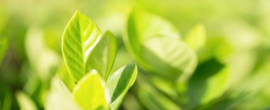 Bahçedeki bulanık yeşil arkaplanda yeşil yaprak manzarası, yeşil doğa kavramı..