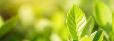 Bahçedeki bulanık yeşil arkaplanda yeşil yaprak manzarası, yeşil doğa kavramı..