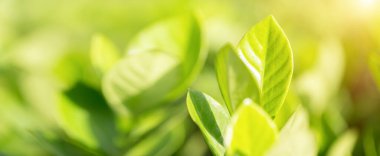 Bahçedeki bulanık yeşil arkaplanda yeşil yaprak manzarası, yeşil doğa kavramı..