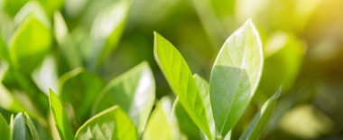 Bahçedeki bulanık yeşil arkaplanda yeşil yaprak manzarası, yeşil doğa kavramı..