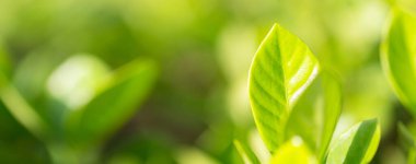 Bahçedeki bulanık yeşil arkaplanda yeşil yaprak manzarası, yeşil doğa kavramı..