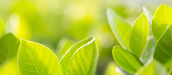 Vista Naturaleza Hoja Verde Sobre Fondo Vegetación Borrosa Jardín Concepto —  Fotos de Stock