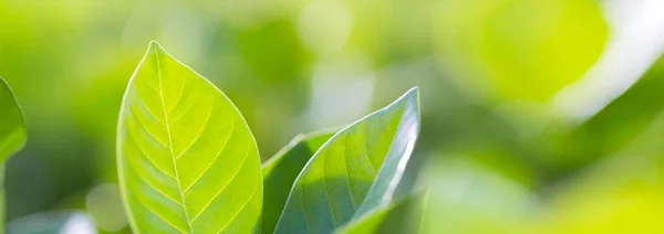 Вид Природу Зеленого Листя Розмитому Зеленому Фоні Саду Концепція Зеленої — стокове фото