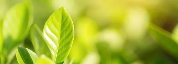 Vista Naturaleza Hoja Verde Sobre Fondo Vegetación Borrosa Jardín Concepto —  Fotos de Stock