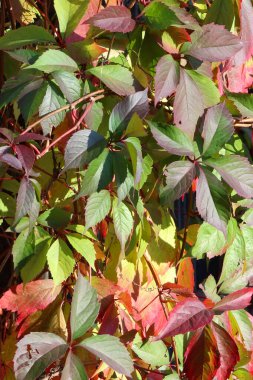 Bahçede kırmızı yapraklar