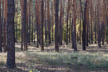 Orman çam gövdeleri