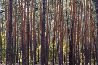 Sonbahar çam ormanı. Ağaçların güzel manzarası
