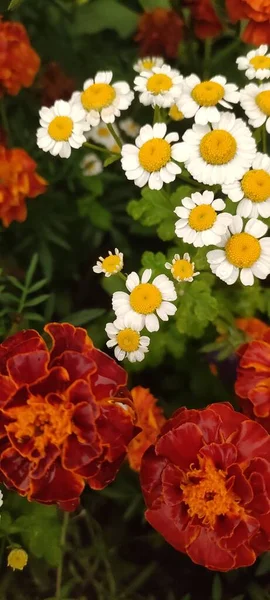 Blüten Des Frühherbstes Ringelblumen Und Gänseblümchen Zusammen Auf Einer Lichtung — Stockfoto