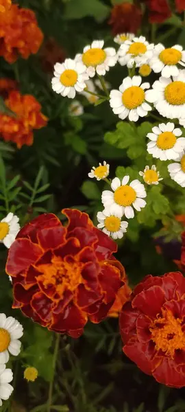 Blüten Des Frühherbstes Ringelblumen Und Gänseblümchen Zusammen Auf Einer Lichtung — Stockfoto