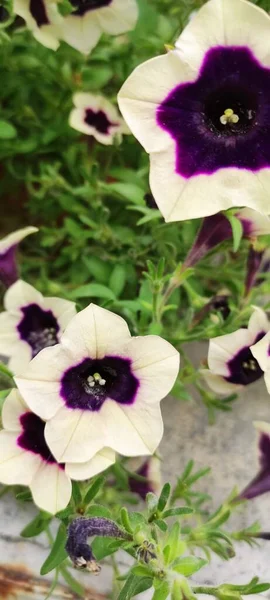 Flowers Early Autumn Small Flower Bed Petunia — Stock Photo, Image