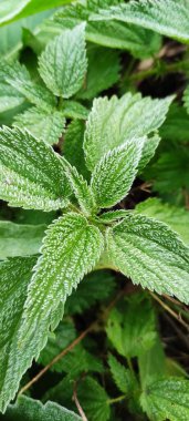 Bitkilerin yeşil yaprakları sabah donuyla kaplıdır. Sonbaharın başlarında, ilk buzlar..