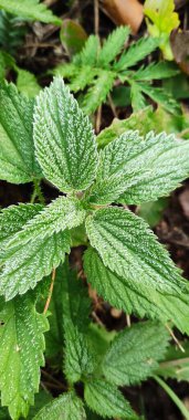 Bitkilerin yeşil yaprakları sabah donuyla kaplıdır. Sonbaharın başlarında, ilk buzlar..