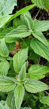 Bitkilerin yeşil yaprakları sabah donuyla kaplıdır. Sonbaharın başlarında, ilk buzlar..