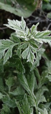 Bitkilerin yeşil yaprakları sabah donuyla kaplıdır. Sonbaharın başlarında, ilk buzlar..