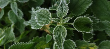 Bitkilerin yeşil yaprakları sabah donuyla kaplıdır. Sonbaharın başlarında, ilk buzlar..