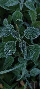 Bitkilerin yeşil yaprakları sabah donuyla kaplıdır. Sonbaharın başlarında, ilk buzlar..