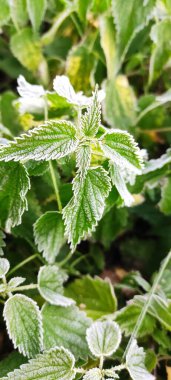 Bitkilerin yeşil yaprakları sabah donuyla kaplıdır. Sonbaharın başlarında, ilk buzlar..