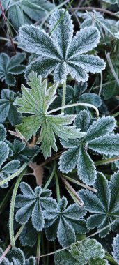 Bitkilerin yeşil yaprakları sabah donuyla kaplıdır. Sonbaharın başlarında, ilk buzlar..