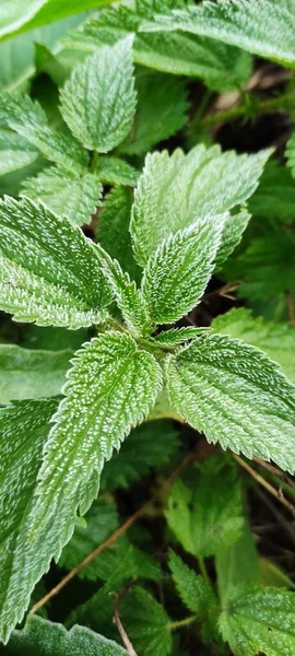 Bitkilerin yeşil yaprakları sabah donuyla kaplıdır. Sonbaharın başlarında, ilk buzlar..