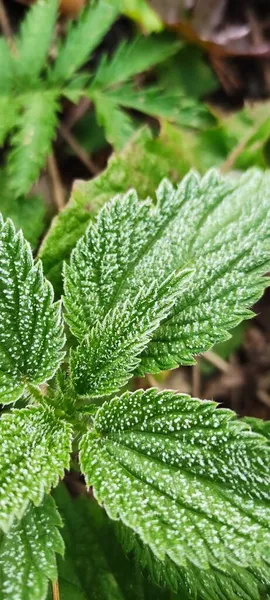 Bitkilerin yeşil yaprakları sabah donuyla kaplıdır. Sonbaharın başlarında, ilk buzlar..