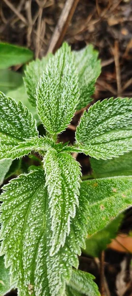 Bitkilerin yeşil yaprakları sabah donuyla kaplıdır. Sonbaharın başlarında, ilk buzlar..