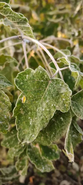 植物の緑の葉は朝の霜で覆われています 最初の霜 — ストック写真