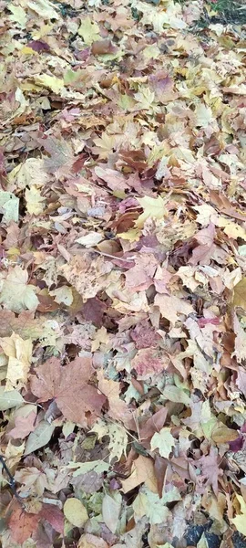 Yellow Red Orange Burgundy Brown Maple Leaves Beautiful Any Time — Stock Photo, Image