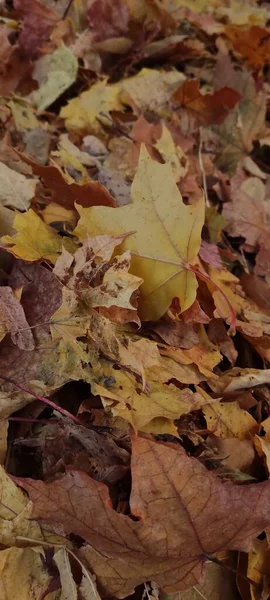 Les Feuilles Érable Jaune Rouge Orange Bordeaux Marron Sont Belles — Photo