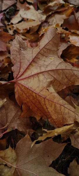 부르군 단풍나무 잎들은 가을의 때나아름답습니다 — 스톡 사진