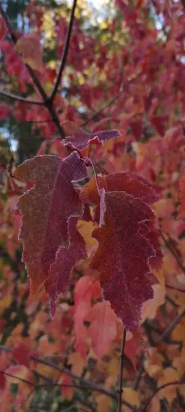 Otoño Momento Increíble Para Toda Paleta Colores Hojas Coloridas Plantas — Foto de Stock