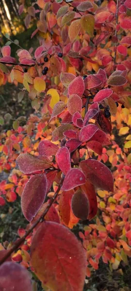 Otoño Momento Increíble Para Toda Paleta Colores Hojas Coloridas Plantas —  Fotos de Stock