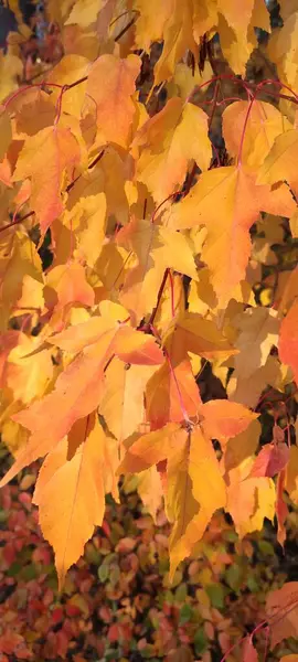 Podzim Úžasný Čas Pro Celou Paletu Barev Barevné Listy Rostlin — Stock fotografie