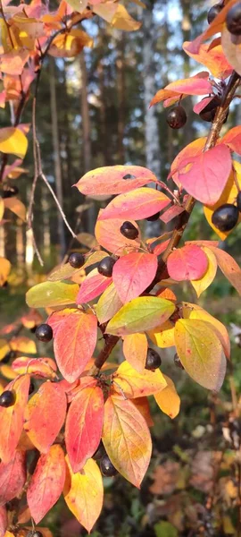 秋は全体のカラーパレットのための素晴らしい時間です 朝の霜に少し触れ 植物のカラフルな葉 — ストック写真