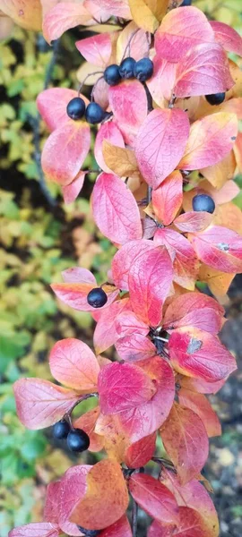 Outono Momento Incrível Para Toda Paleta Cores Folhas Coloridas Plantas — Fotografia de Stock