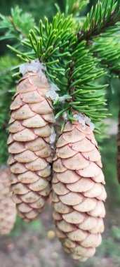 Sonbahar, yeşil dallar üzerinde köknar kozalakları açıldı. Farklı hava koşulları ve farklı ışıklar altında.