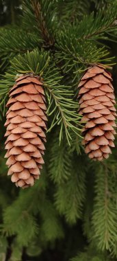 Sonbahar, yeşil dallar üzerinde köknar kozalakları açıldı. Farklı hava koşulları ve farklı ışıklar altında.