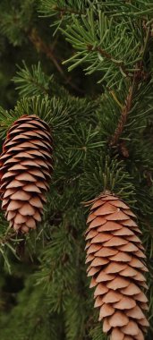 Sonbahar, yeşil dallar üzerinde köknar kozalakları açıldı. Farklı hava koşulları ve farklı ışıklar altında.