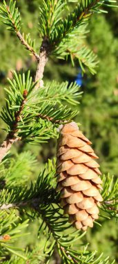 Sonbahar, yeşil dallar üzerinde köknar kozalakları açıldı. Farklı hava koşulları ve farklı ışıklar altında.