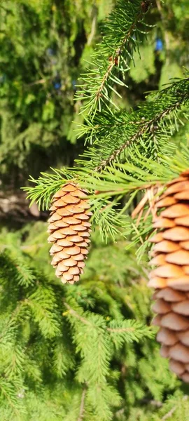 Herfst Geopende Dennenappels Groene Takken Verschillende Weersomstandigheden Onder Verschillende Lichtomstandigheden — Stockfoto